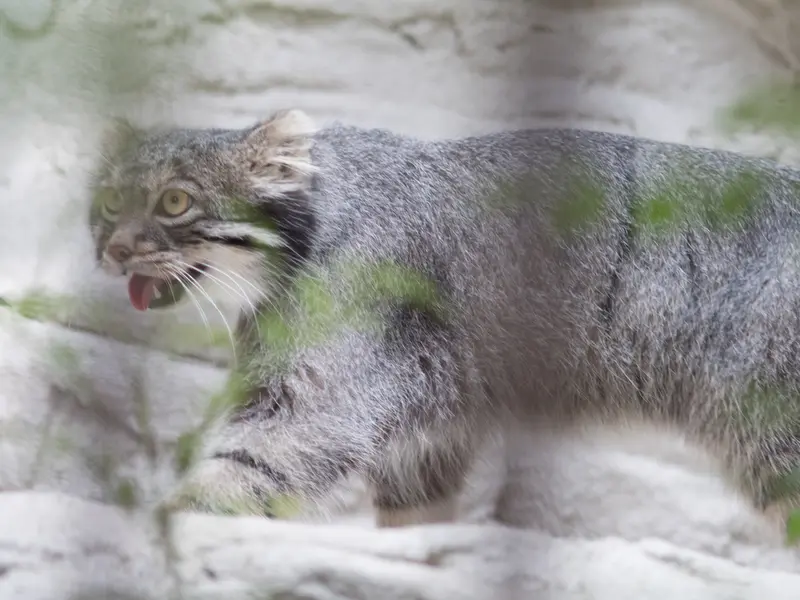 A photograph of Figa in Nogeyama Zoo