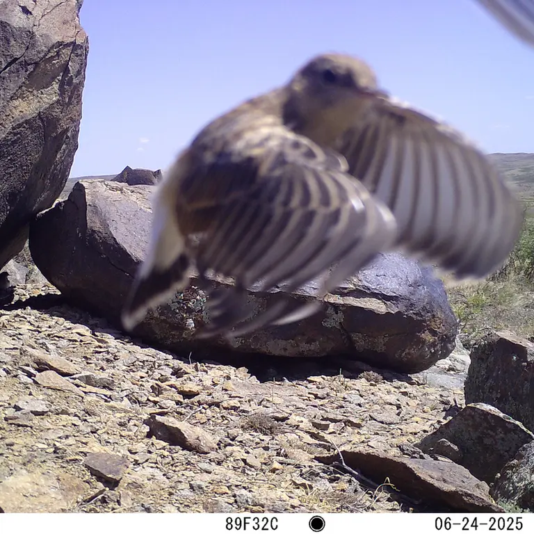 A photograph of a Pallas's cat from Koshkar [new] camera trap