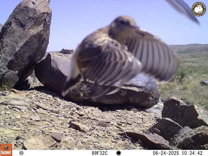 A photograph of a Pallas's cat from Koshkar [new] camera trap