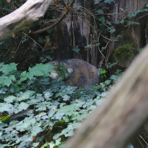 A photograph of Dersu in Dessau Zoo