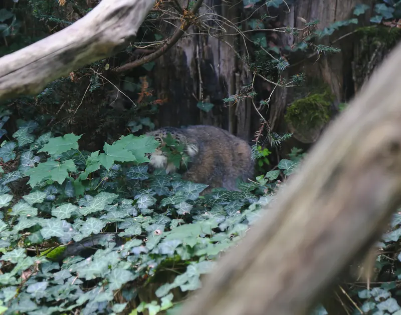 A photograph of Dersu in Dessau Zoo