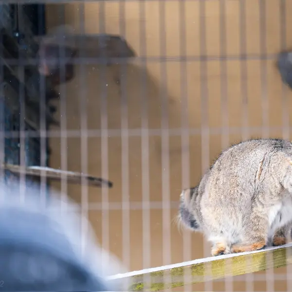 A photograph of Grusha in Asahiyama Zoo