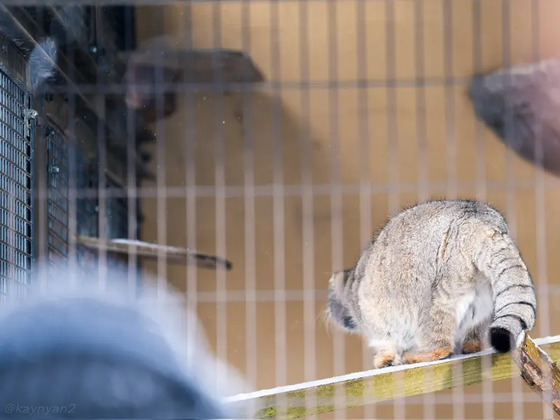 A photograph of Grusha in Asahiyama Zoo