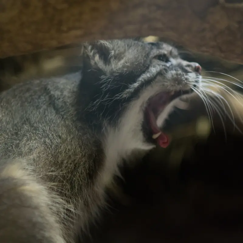 A photograph of Klyon in Ueno Zoological Gardens