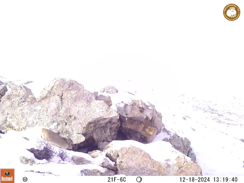 A photograph of Pika from Besshoky 1 camera trap