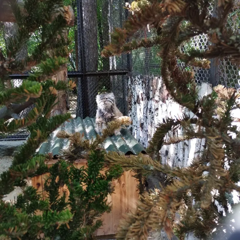 A photograph of Zelenogorsk in Novosibirsk Zoo