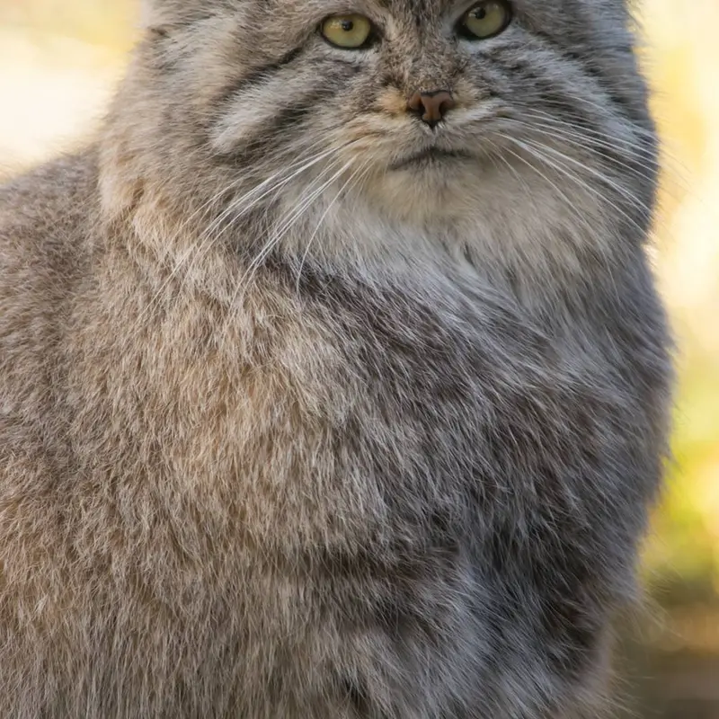 A photograph of Mushdog in Pueblo Zoo