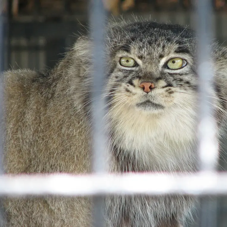 A photograph of a Pallas's cat in Potter Park Zoo