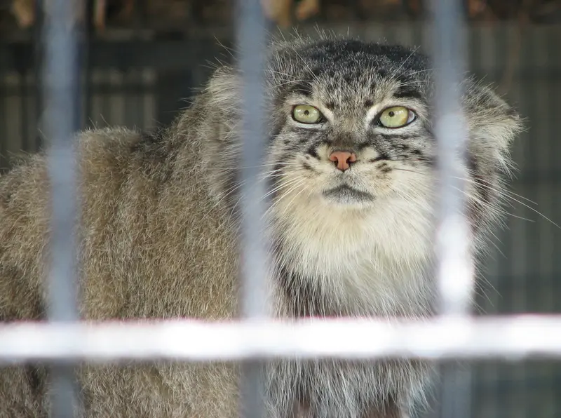 A photograph of a Pallas's cat in Potter Park Zoo