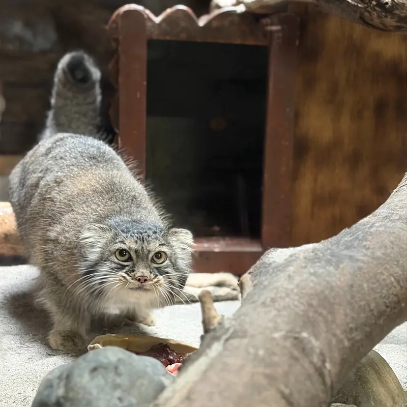 A photograph of Shafran in Ueno Zoological Gardens