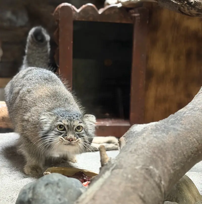 A photograph of Shafran in Ueno Zoological Gardens