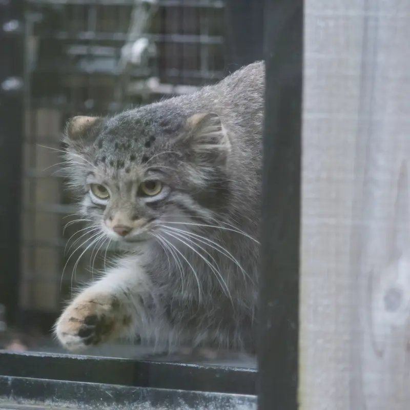 A photograph of Oto in Saitama Children's Zoo