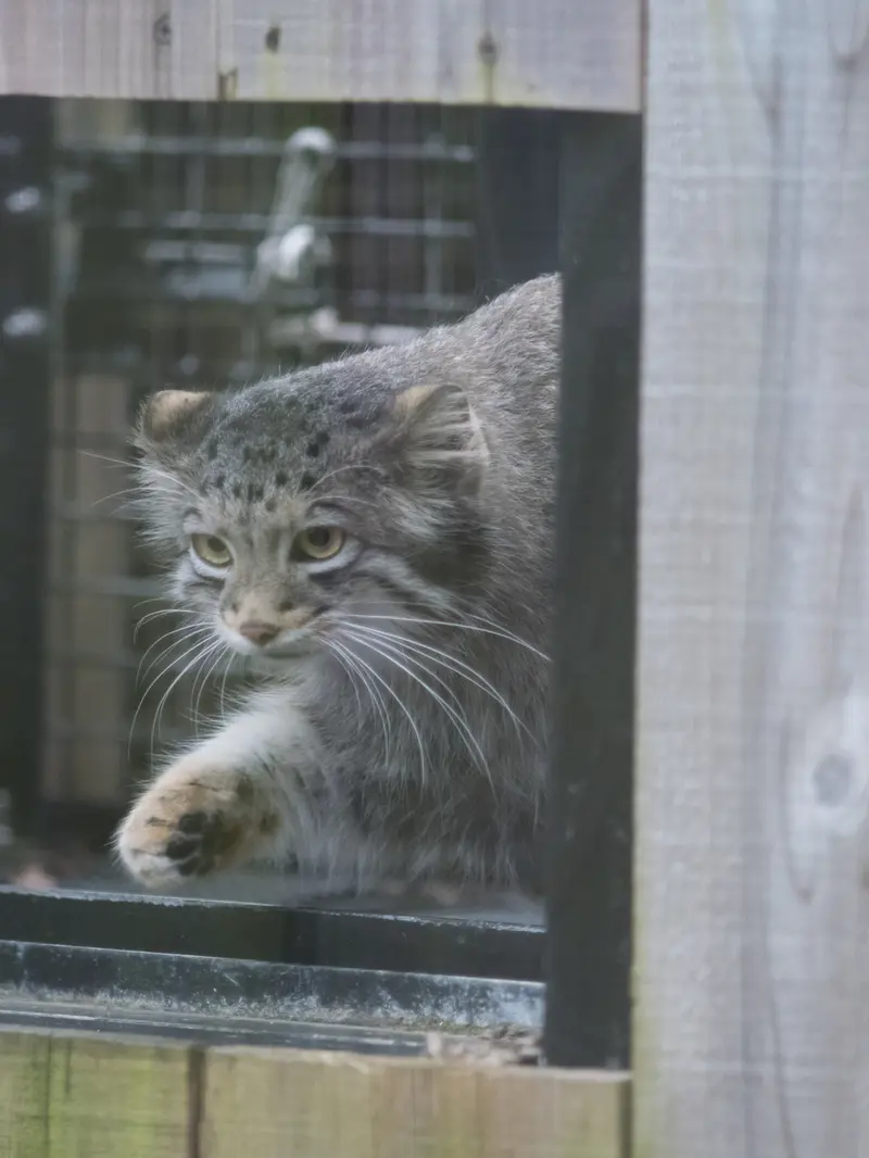A photograph of Oto in Saitama Children's Zoo