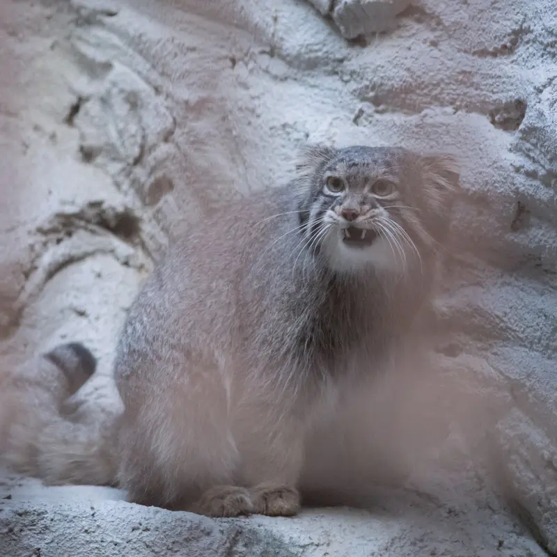 A photograph of Figa in Nogeyama Zoo