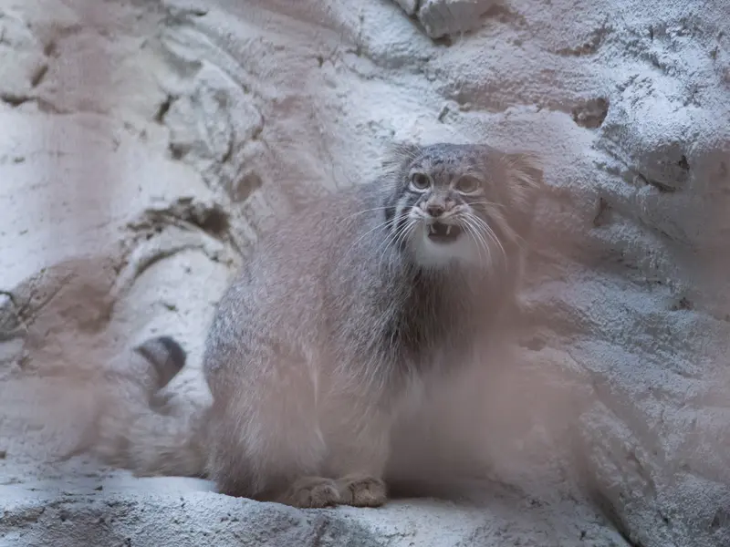 A photograph of Figa in Nogeyama Zoo
