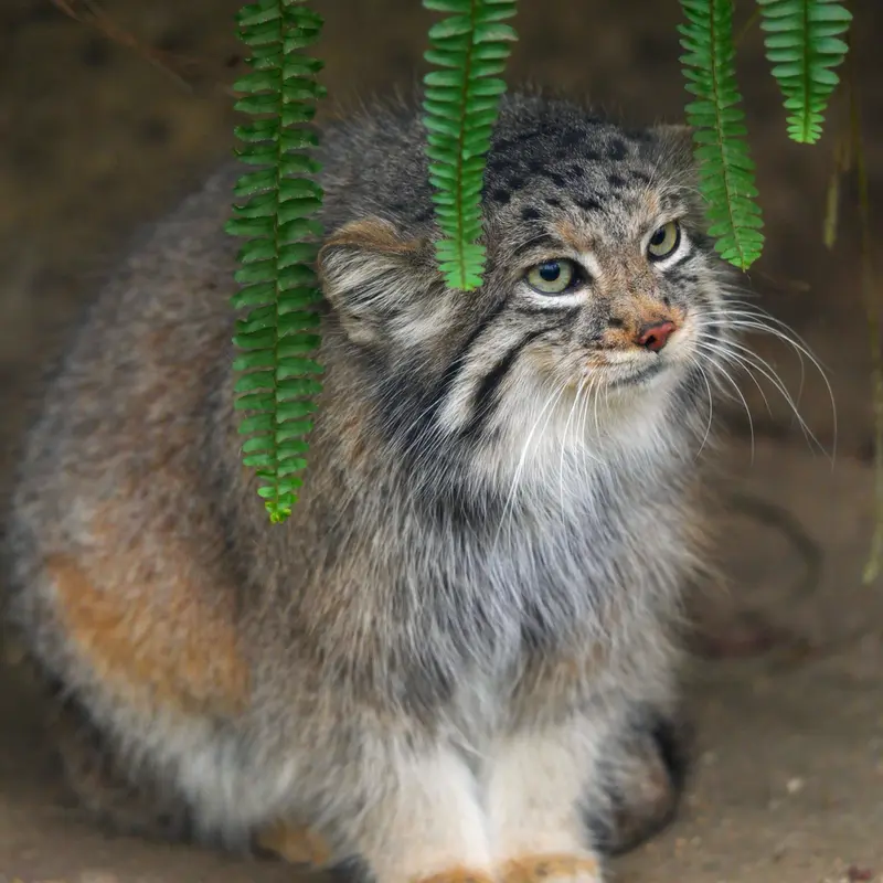A photograph of Az in Kobe Animal Kingdom