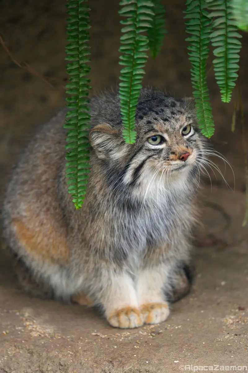 A photograph of Az in Kobe Animal Kingdom