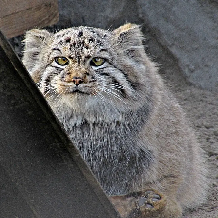 A photograph of Kosoglazik in Novosibirsk Zoo
