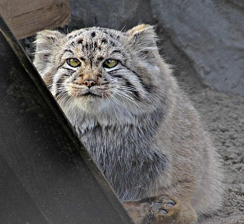 A photograph of Kosoglazik in Novosibirsk Zoo