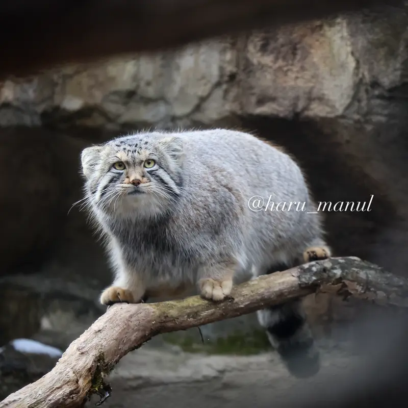A photograph of Nagomu in Nasu Animal Kingdom