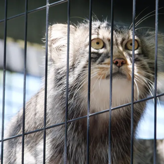 A photograph of a Pallas's cat in Asahiyama Zoo