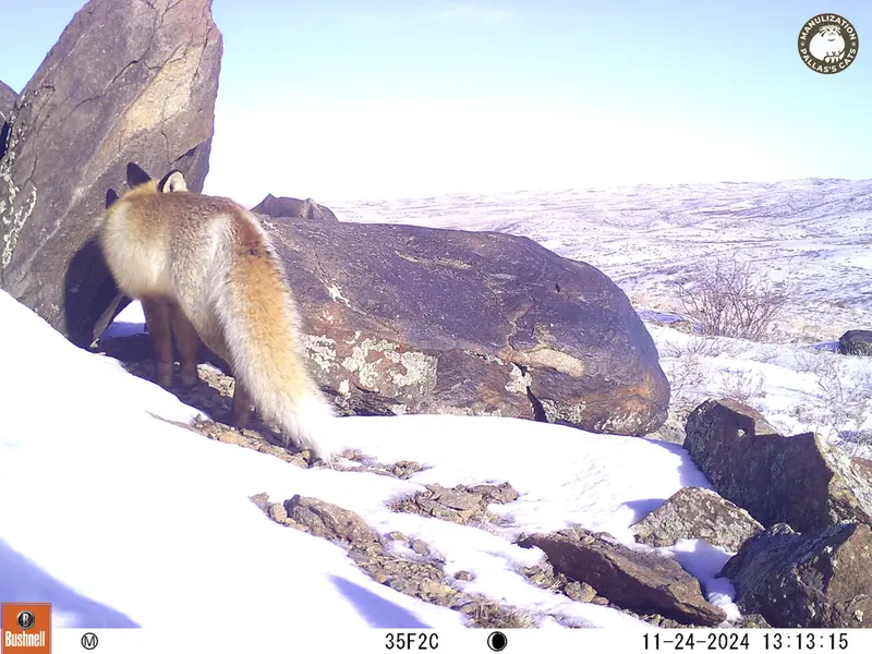 A photograph of Red fox from Koshkar camera trap