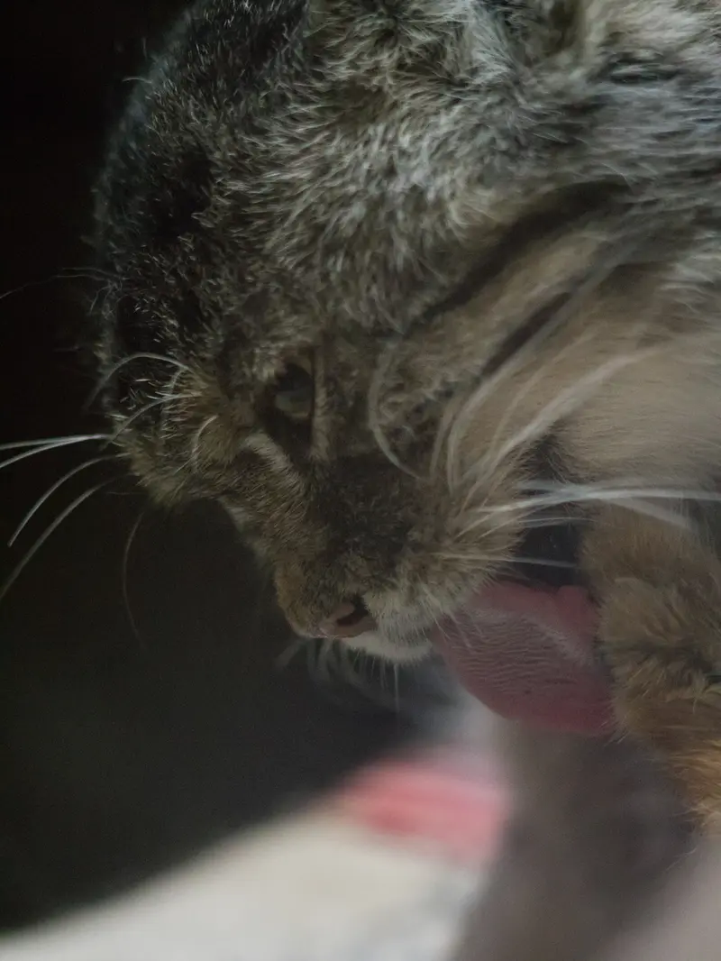 A photograph of Primula in Ueno Zoological Gardens