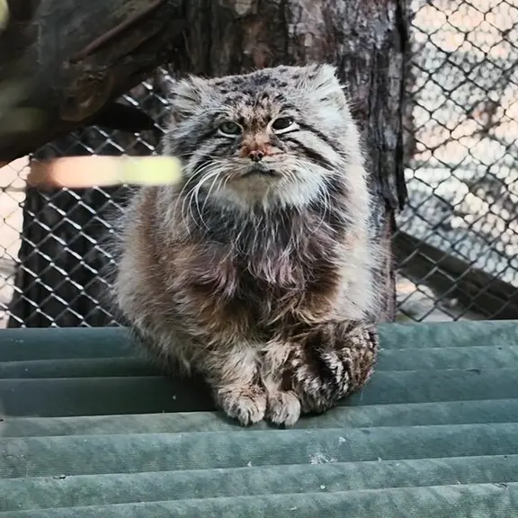 A photograph of a Pallas's cat in Novosibirsk Zoo