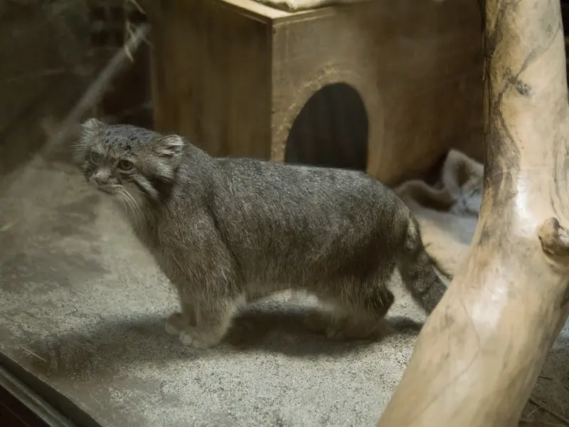 A photograph of Klyon in Ueno Zoological Gardens