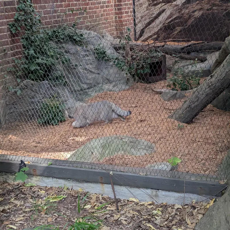 A photograph of Sarnai in Prospect Park Zoo
