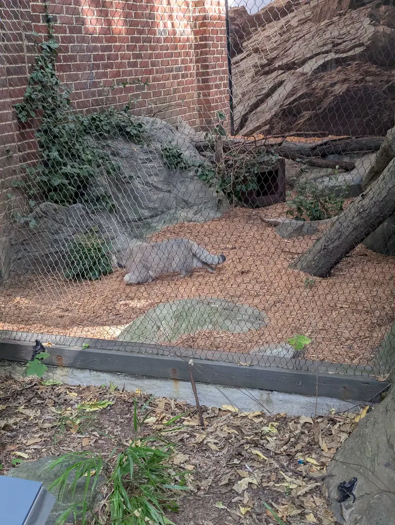 A photograph of Sarnai in Prospect Park Zoo