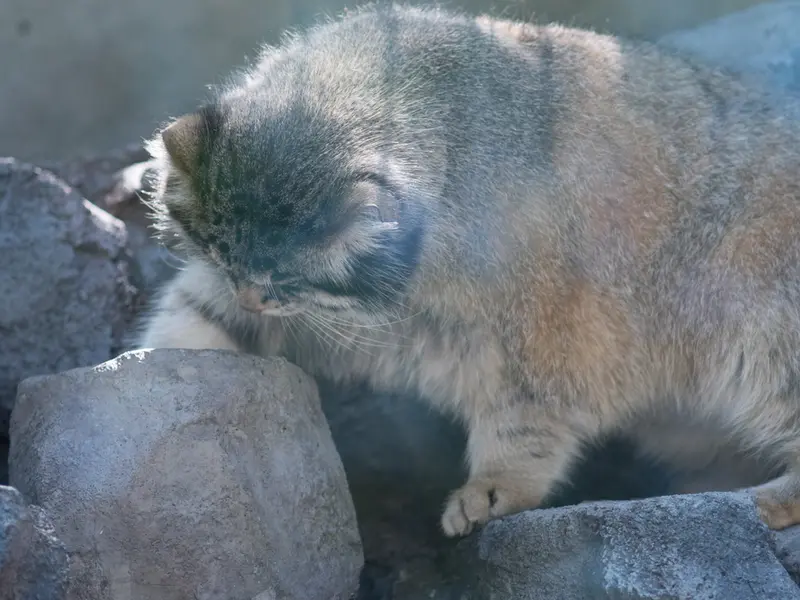 A photograph of Grusha in Asahiyama Zoo