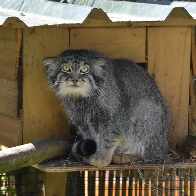 A photograph of Altai in The Lakeland Wildlife Oasis