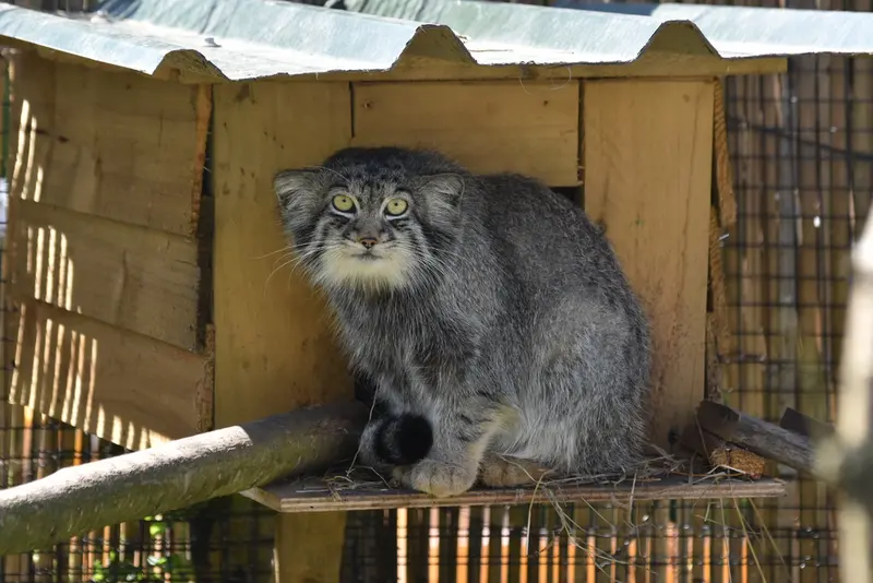 A photograph of Altai in The Lakeland Wildlife Oasis