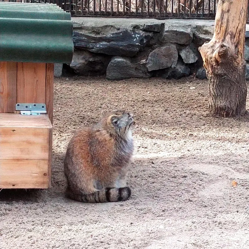 A photograph of a Pallas's cat in Novosibirsk Zoo