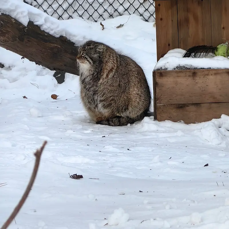 A photograph of Snezhinka in Novosibirsk Zoo