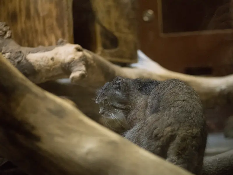 A photograph of Klyon in Ueno Zoological Gardens