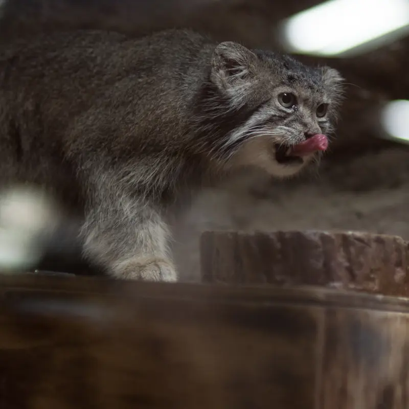 A photograph of Klyon in Ueno Zoological Gardens