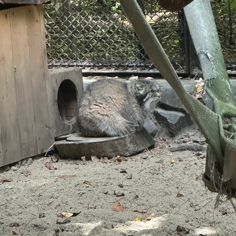A photograph of Lastochka in Novosibirsk Zoo