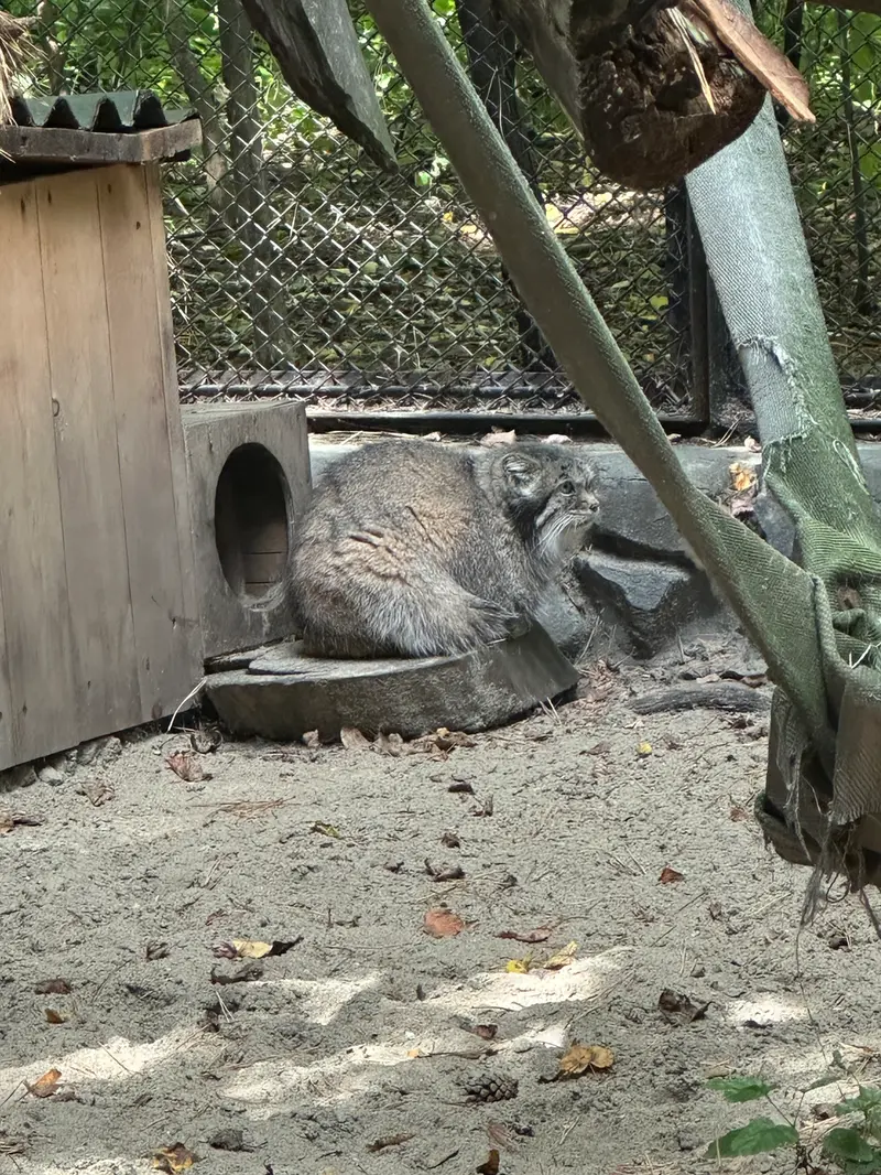 A photograph of Lastochka in Novosibirsk Zoo