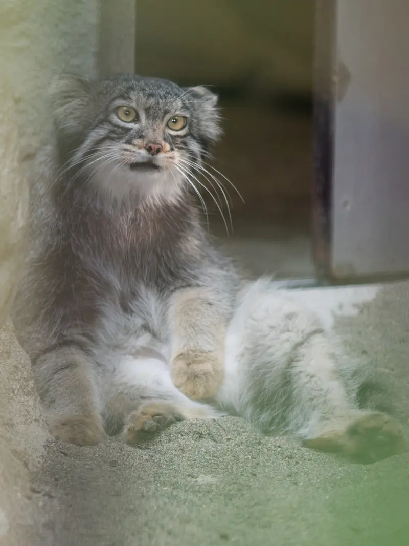 A photograph of Figa in Nogeyama Zoo
