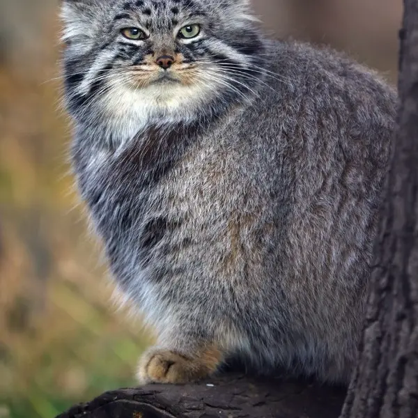 A photograph of Darlay in Moscow zoo