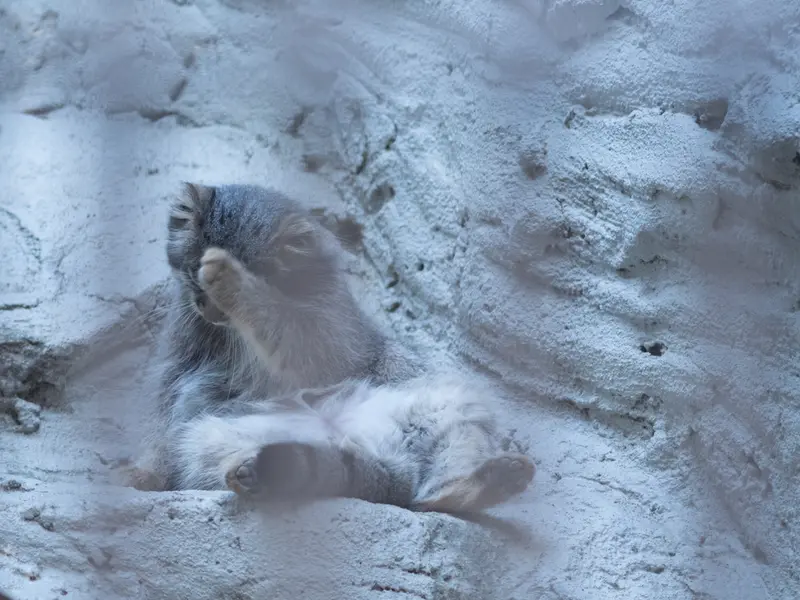 A photograph of Figa in Nogeyama Zoo