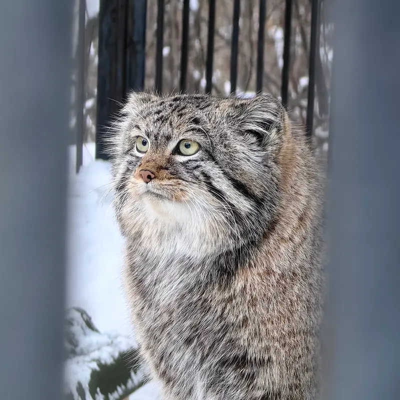 A photograph of Son of Eve 2023 Ⅳ in Novosibirsk Zoo