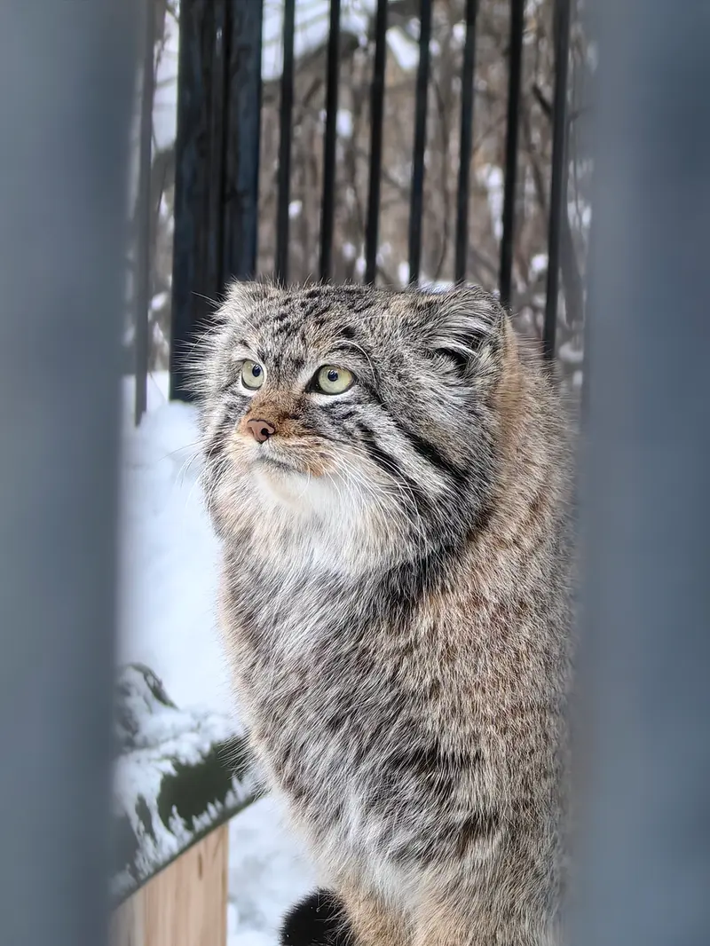 A photograph of Son of Eve 2023 Ⅳ in Novosibirsk Zoo