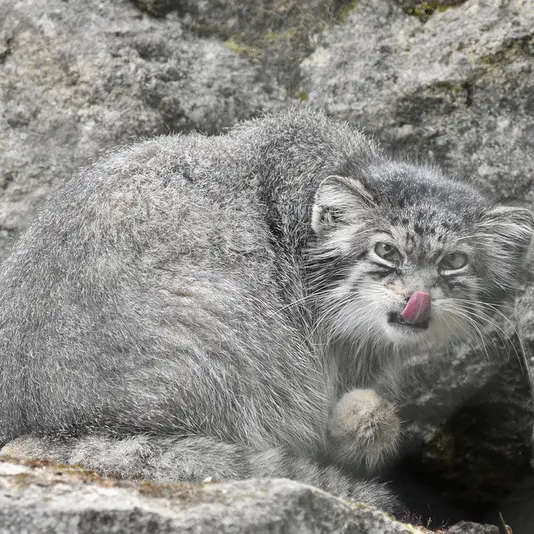 A photograph of Jochi in Howletts Wild Animal Park