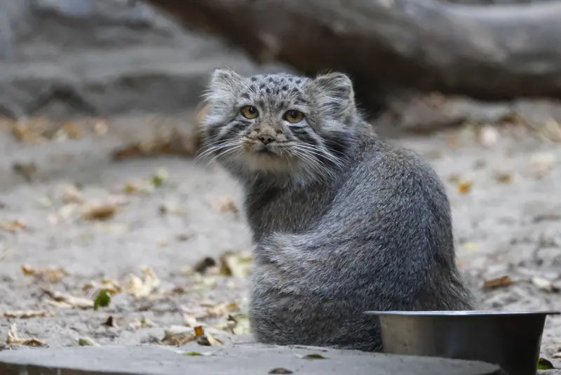 A photograph of a Pallas's cat in Novosibirsk Zoo