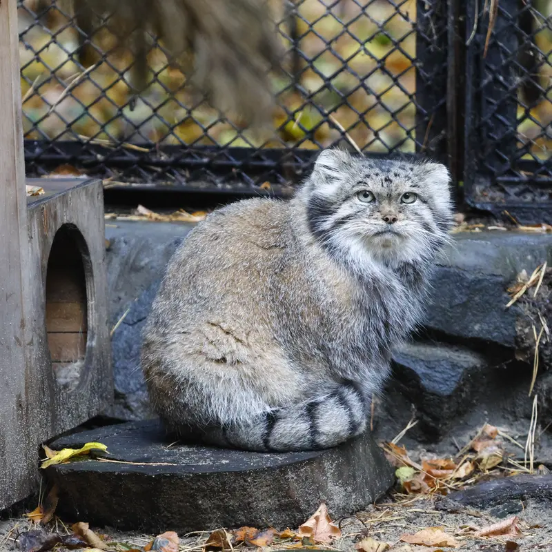 A photograph of Lastochka in Novosibirsk Zoo