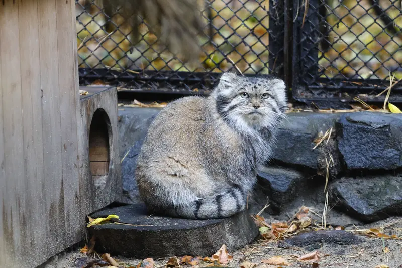 A photograph of Lastochka in Novosibirsk Zoo