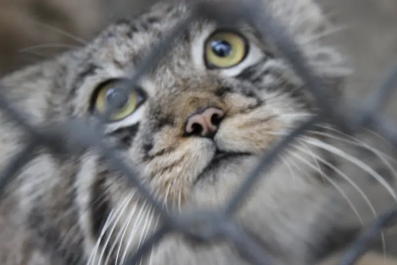 A photograph of a Pallas's cat in Novosibirsk Zoo